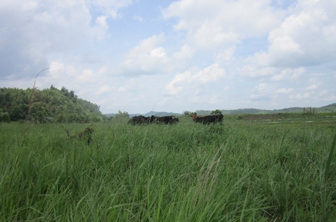 Cattle grazing in field