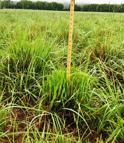Measuring stick in clump of grass