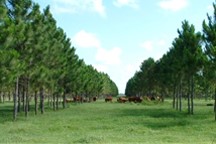 Cattle grazing among trees