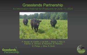 Grasslands Partnership: An Information Webinar for Producers Introduction Slide with an image of black cows in the pasture